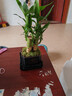 幼薇富貴竹室內植物節節高桌面綠植帶根好養步步高花卉文昌竹客廳盆栽 富貴竹叢林+四方舍得PVC盆+方形底盤(pán) 帶盆栽好 曬單實(shí)拍圖