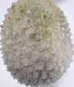 京東超市貓山王榴蓮馬來(lái)西亞D197新鮮冷凍2.5-3斤保4房生鮮水果中秋禮品 曬單實(shí)拍圖
