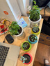 IAM City Farmer含羞草迷你盆栽 兒童diy種植小盆栽套裝植物觀(guān)察日記小禮物10026 曬單實(shí)拍圖