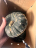 京鮮生 內蒙板栗南瓜(粉糯瓜)5斤單果750g+ 寶寶輔食 輕食 源頭直發(fā) 曬單實(shí)拍圖