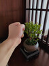 小葉赤楠盆景老樁盆栽植物辦公室室內(nèi)花卉桌面四季常青好養(yǎng)綠植 小葉赤楠+舍得盆+苔蘚+底座 曬單實拍圖
