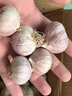 云南紫皮獨頭蒜 大蒜蒜頭 新鮮蔬菜 新鮮紫皮蒜 精選2斤【特大果3.5-4.0cm】 曬單實(shí)拍圖