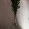 中夢大葉竹水培養(yǎng)植物花卉綠植室內(nèi)好養(yǎng)竹子富貴竹水養(yǎng)帶根鮮花發(fā)財樹 富貴竹65-75厘米10棵 曬單實拍圖