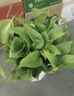 雙盟綠蘿盆栽除甲醛花卉綠植辦公室新房凈化空氣180加侖4盆裝源頭直發(fā) 曬單實(shí)拍圖