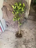 玉環(huán)文旦柚苗嫁接柚子苗文旦柚子樹(shù)苗當年結果地栽南北方種果樹(shù)苗 4年苗當年結果（包成活 適合新手種植） 曬單實(shí)拍圖