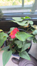 紅掌盆栽白粉掌一帆風(fēng)順帶花特大號花卉室內客廳面水培植物好養 約30cm2盆紅掌-2個(gè)加侖盆 帶盆栽好 曬單實(shí)拍圖