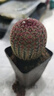 紅太陽(yáng)仙人球多肉植物綠植花卉盆栽好養紫太陽(yáng)室內陽(yáng)臺 紅太陽(yáng)高6厘米 塑料盆栽好1顆 曬單實(shí)拍圖