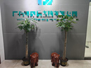 愛(ài)優(yōu)尚發(fā)財樹(shù)大型綠植客廳室內步步高招財樹(shù)辦公室喬遷開(kāi)業(yè)源頭直發(fā) 曬單實(shí)拍圖