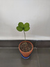 墨西哥鐵盆栽植物室內好養四葉草幸運草辦公室桌面綠植花卉小盆景 【幸運草】墨西哥鐵原盆土1盆 曬單實(shí)拍圖