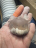 臍帶保存樹(shù)脂乳牙胎毛發(fā)防氧化吊墜紀念diy制作手工標本水晶滴膠 超清環(huán)氧樹(shù)脂膠100克（送工具包） 曬單實(shí)拍圖