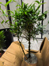 佛肚竹盆景竹苗 室內常青客廳盆栽綠植 羅漢竹庭院假山吸水石竹子D7 4-5棵小苗不帶肚子 佛肚竹4年精品苗 曬單實(shí)拍圖