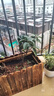 桂花樹苗桂花苗盆栽金桂四季桂室內外濃香型陽臺花卉綠植庭院盆景植物 四季沉香【四季開花濃香】 4年苗【開花多】 曬單實拍圖