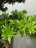 潮裕盆景迎客松羅漢松盆景客廳陽(yáng)臺造型綠植物造型高端盆景居家擺放好養護 羅漢松盆景4 曬單實(shí)拍圖