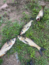 金龍魚(yú)餌鰱連發(fā)600克鰱鳙餌料浮釣大頭魚(yú)花鰱手竿專(zhuān)用白鰱餌料 鰱連發(fā)600g*2包 曬單實(shí)拍圖