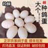 均鮮大個(gè)種鴿蛋禮盒裝新鮮鴿子蛋雜糧喂養(yǎng)養(yǎng)殖信鴿蛋白鴿蛋孕婦寶寶 30枚 750g 30枚大個(gè)種鴿蛋 曬單實(shí)拍圖