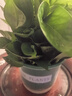 雙盟綠蘿盆栽除甲醛花卉綠植辦公室新房?jī)艋諝?80加侖2盆裝源頭直發(fā) 曬單實(shí)拍圖