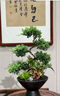 芙洛拉花園【兩小時(shí)達】五層塔松盆栽送導師青松綠植喬遷之喜開(kāi)業(yè)中秋節禮物 學(xué)術(shù)長(cháng)青【精致造景五層塔松盆景】 送導師推薦 曬單實(shí)拍圖