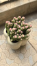 行湘錢(qián)串子植物多肉盆栽花卉 招財錢(qián)串子大盆+四方糖樹(shù)脂盆 源頭直發(fā) 曬單實(shí)拍圖