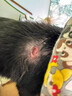 狗狗傷口愈合劑去腐生肌寵物貓咪化膿潰爛消炎包扎防感染外傷噴霧 1瓶 傷口愈合 曬單實拍圖