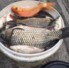 神聚山西神聚小藥無(wú)限回鍋魚(yú)一瓶搞定25年新配方圓夢(mèng)擒猾鯉獨耀聚不散 回鍋魚(yú)25年新配方一瓶搞定50ML 曬單實(shí)拍圖
