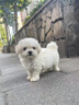 比熊幼犬純種比熊韓系比熊小體長(cháng)不大茶杯犬飛耳比熊小型犬活體狗 微小體 曬單實(shí)拍圖