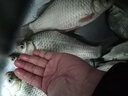 民間藝人磨砂漂身魚(yú)漂野釣輕口鯽魚(yú)鯉魚(yú)浮漂高靈敏醒目加粗鰱鳙大物漂 MX04漂長(cháng)39.5CM吃鉛1.90克 曬單實(shí)拍圖