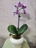 蝴蝶蘭花苗帶花苞客廳辦公室室內桌面裝飾花卉植物四季好養盆栽 寶貝蝴蝶蘭配小號樹(shù)脂飛碟套盆 曬單實(shí)拍圖