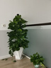 雙盟大葉綠蘿柱盆栽客廳大型綠植辦公室內綠籮除甲醛1.4-1.5m源頭直發(fā) 曬單實(shí)拍圖
