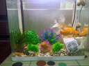 仿真水草魚(yú)缸海草活的魚(yú)缸里放的魚(yú)草魚(yú)缸內水生植物水下 中號水草37cm 曬單實(shí)拍圖