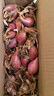 四季紅蔥頭小蔥種子火蔥頭四川干皮春季蔬菜萊疏菜陽(yáng)臺種種籽 紅蔥頭1斤 曬單實(shí)拍圖
