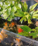 銅錢(qián)草水培植物室內辦公室桌面盆栽花卉四季常青綠植凈化空氣懶人 銅錢(qián)草帶葉子特惠款71-100根+營(yíng)養液【1份】 不含盆 曬單實(shí)拍圖