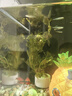 瘋狂水草魚(yú)缸水草植物直接入缸凈化水質(zhì)養魚(yú)水草種植環(huán)綠菊*3源頭直發(fā)包郵 曬單實(shí)拍圖