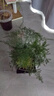 佰花錦文竹桌面盆栽新中式綠植辦公室客廳盆景茶臺臥室好養綠植花卉植物 【送方底座】文竹+pvc舍得盆+黑沙石鋪面 20-30cm 曬單實(shí)拍圖