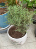 迷迭香綠植盆栽室內客廳陽(yáng)臺凈化空氣臥室辦公桌觀(guān)葉擺放庭院種植 獨桿迷迭香3年苗2盆（高30厘米） 不含盆 曬單實(shí)拍圖