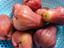 京鮮生 紅寶石蓮霧 凈重2斤裝9-14個單果75g+生鮮水果源頭直發(fā)包郵 曬單實拍圖