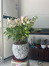 花城水調(diào)三角梅綠櫻勤花喜陽(yáng)花卉植物陽(yáng)臺(tái)庭院小盆栽廣東四季開花好養(yǎng)活 綠櫻三角梅配手工煙花盆 曬單實(shí)拍圖