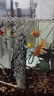 錦鯉魚(yú)活體觀(guān)賞魚(yú)活魚(yú)小型易養冷水淡水魚(yú)小魚(yú)苗錦鯉金魚(yú)好看錦鯉 6-8cm 六色錦鯉套餐6條 曬單實(shí)拍圖