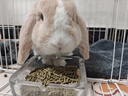 愛(ài)寶兔糧進(jìn)口兔飼料含提摩西草兔糧食小寵糧幼兔成老兔主糧添加益生元 愛(ài)寶成兔糧5磅（新日期） 曬單實(shí)拍圖