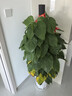 綠蘿柱天堂鳥(niǎo)大型綠植客廳室內大葉植物盆栽新房除甲醛凈化空氣 大葉綠蘿柱1.4-1.5米【鉆石樹(shù)脂盆】 曬單實(shí)拍圖