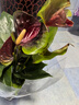 水培紅掌盆栽帶花鴻運當頭一帆風(fēng)順易活四季開(kāi)花卉綠植物室內好養 特級紅掌6-10花（原盆）+營(yíng)養 含盆 曬單實(shí)拍圖