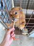HELLOJOY狗狗零食火腿腸寵物成犬幼犬訓練獎勵雞肉鴨肉牛肉腸 混合味2.7斤 曬單實(shí)拍圖