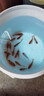 金魚(yú)草金魚(yú)觀(guān)賞魚(yú)冷水好養耐活小魚(yú)苗錦鯉 5-7cm 紅草金買(mǎi)10條送10條（加備損） 曬單實(shí)拍圖
