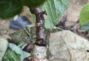 紅心軟棗獼猴桃樹(shù)果苗彌獼猴桃苗嫁接南北方種植獼猴桃苗當年結果 紅肉5年精選苗（買(mǎi)1送1）種下2個(gè)月結果 80cm(含)-89cm(含) 曬單實(shí)拍圖