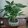 發(fā)財樹(shù)小盆栽大綠植辦公室內除甲醛花卉客廳好養旺宅植物桌面盆景 【A級大盆】三桿發(fā)財樹(shù)(財源滾滾 含盆 曬單實(shí)拍圖