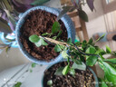 飄枝九里香盆景室內綠植花卉盆栽植物懸崖老樁四季好養活桌面擺件 飄枝九里香（原土盆） 曬單實(shí)拍圖