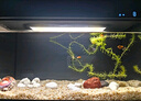 米家（MIJIA）小米米家智能生態(tài)魚(yú)缸還原自然生態(tài)補倉一次三月無(wú)憂(yōu)出差旅行必備 曬單實(shí)拍圖