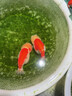 備能（BEINENG）維生素C魚(yú)用魚(yú)藥熱帶冷水魚(yú)水族VC片 曬單實(shí)拍圖