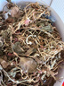 半山農 金線(xiàn)蓮50克送禮袋 林下整株金線(xiàn)蓮茶禮盒福建南靖仿野生中秋禮品 曬單實(shí)拍圖