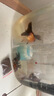 森悠（SARYOR）蝶尾金魚(yú)活體觀(guān)賞魚(yú)包金冷水魚(yú)苗 【五花蝶尾】6-7cm 曬單實(shí)拍圖