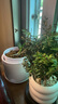 佰花錦小葉赤楠帶花盆植物辦公室內(nèi)四季常青客廳綠植盆栽茶臺桌面擺件 小葉赤楠+甜甜圈樹脂盆+黃沙 10-20cm 曬單實拍圖